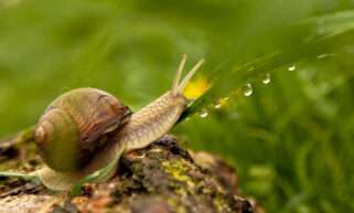 Slug pesticide metaldehyde in tap water