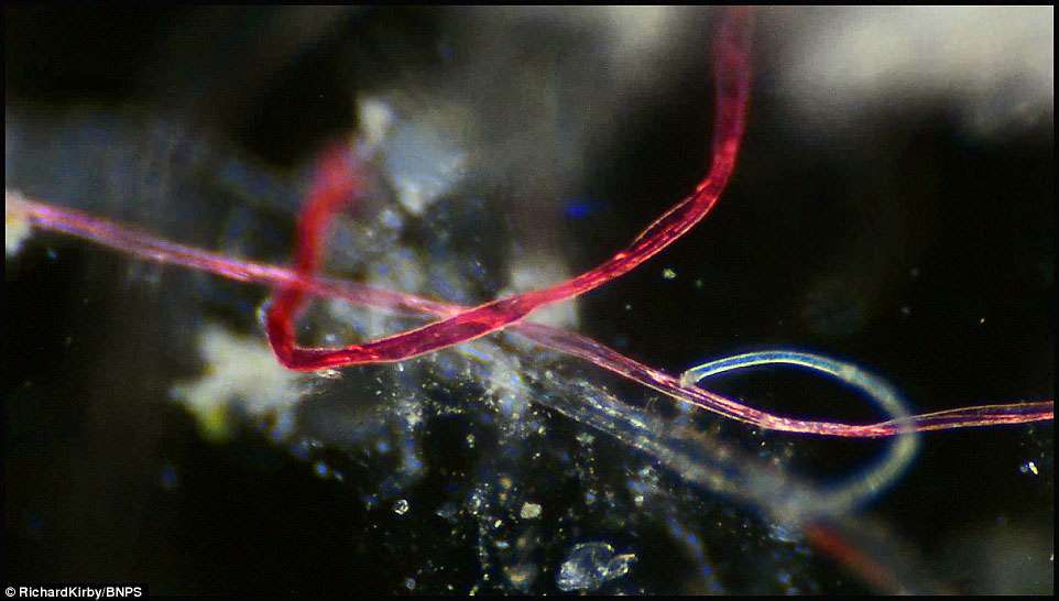 Plastics in tap water