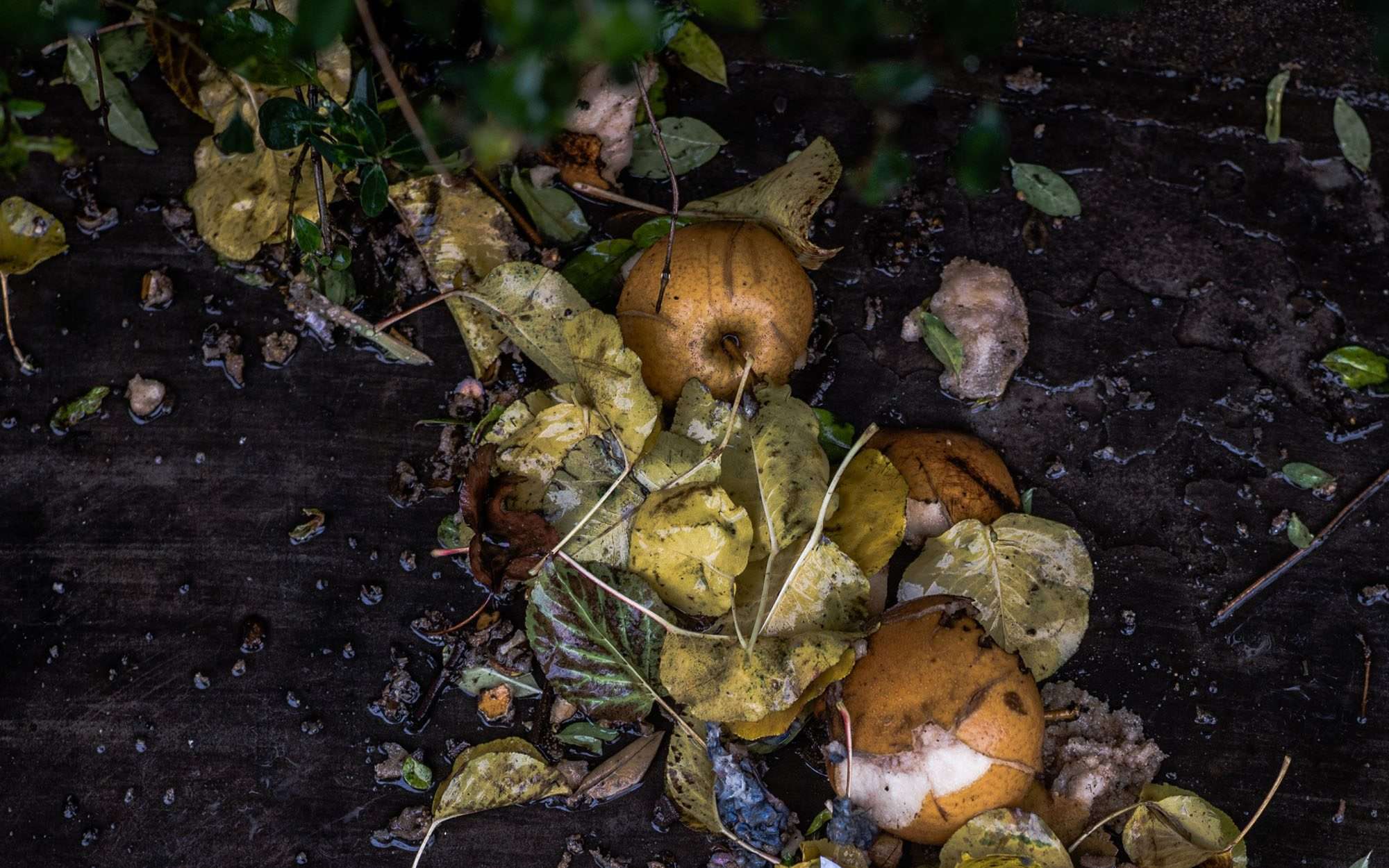 Compost your Hallowe'en Jack O' Lantern