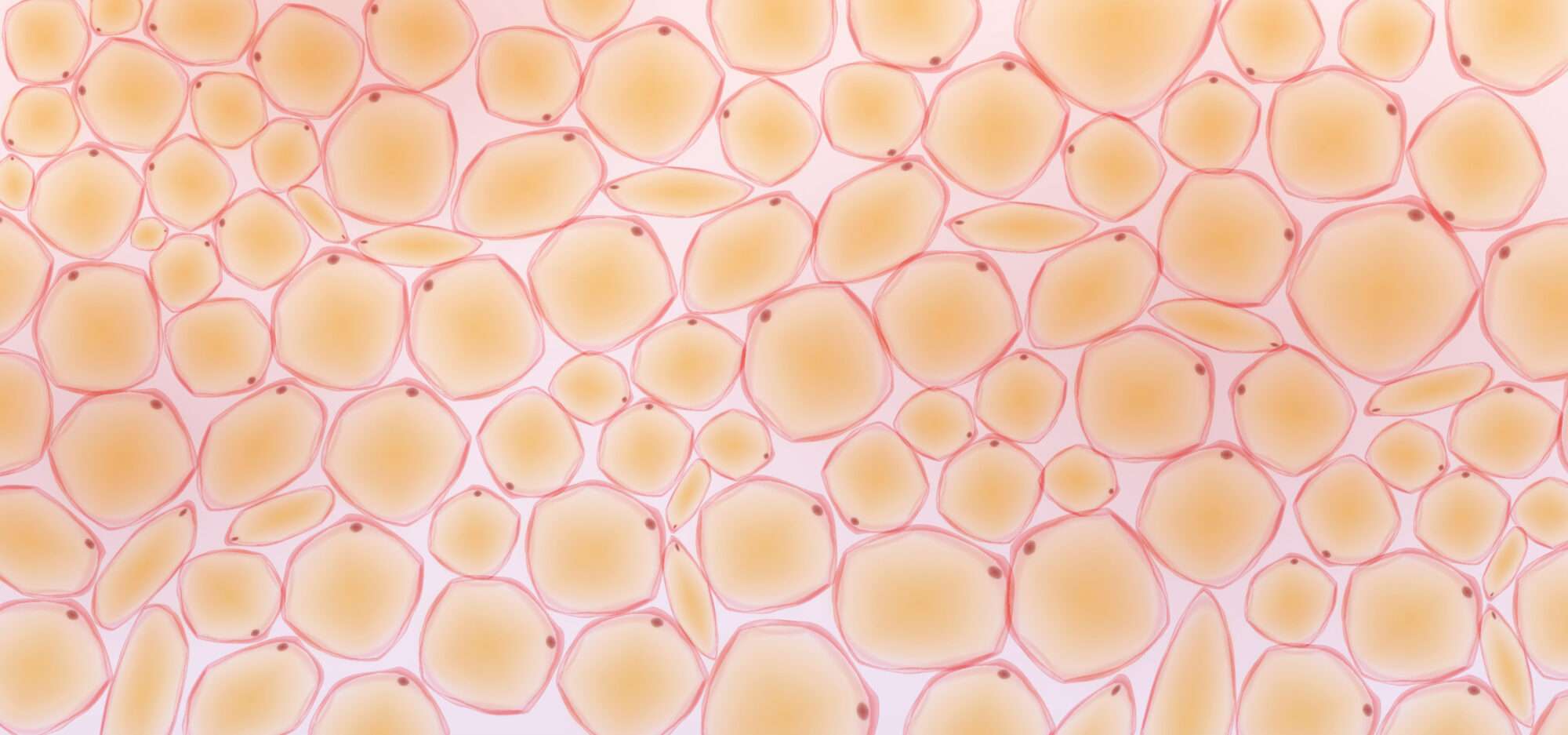 Fat cells