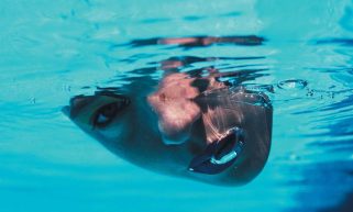 Is your water worth looking into